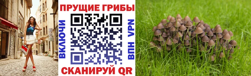 Псилоцибиновые грибы Magic Shrooms  как найти закладки  Заводоуковск 